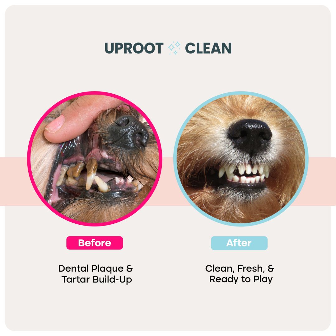 Dental Wipes™