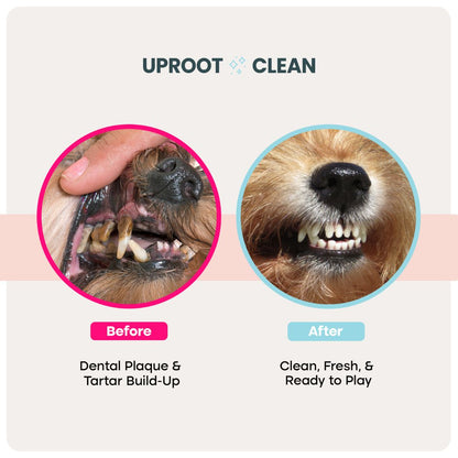 Dental Wipes™