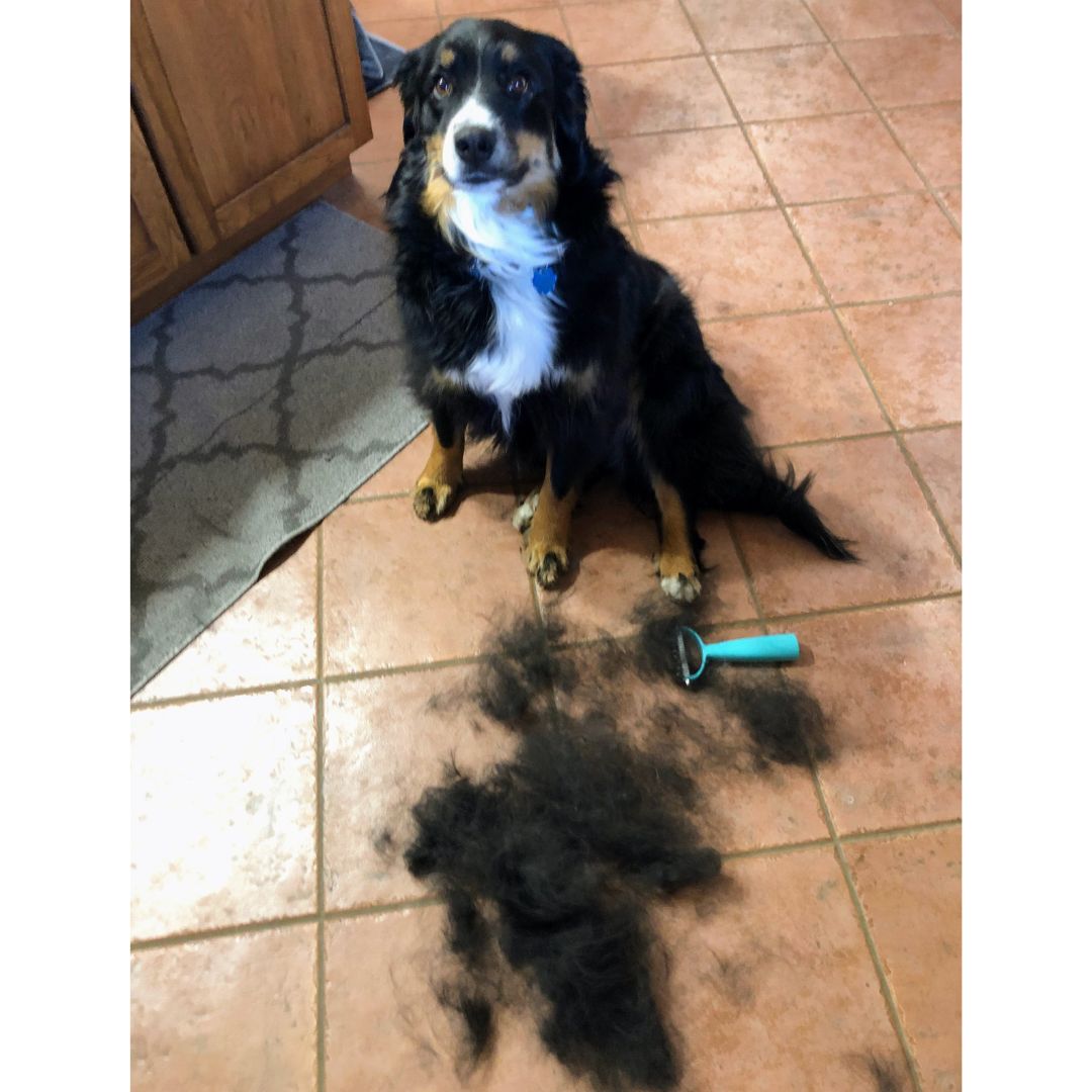 Cat and Dog Brush™